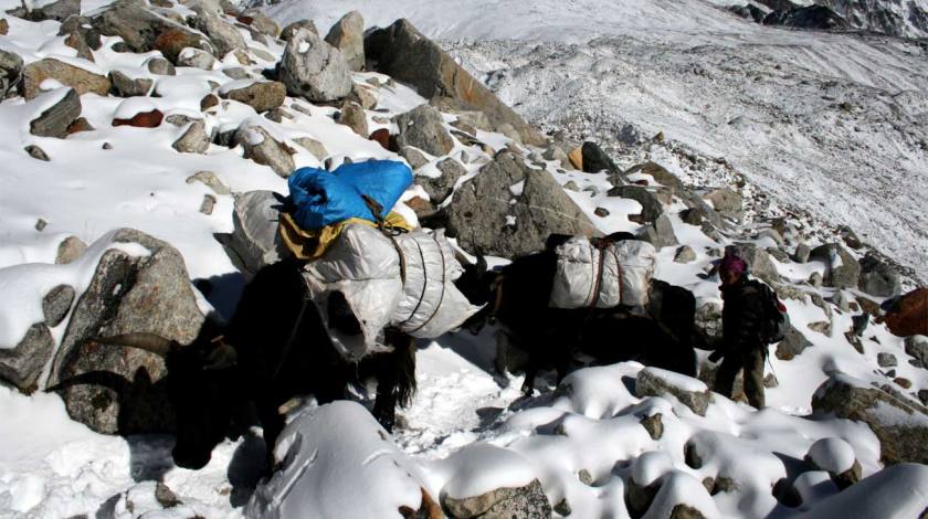 Yaks on the Everest Trails