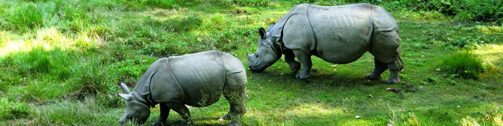 One Horned Rhinoceros at Chitwan National Park