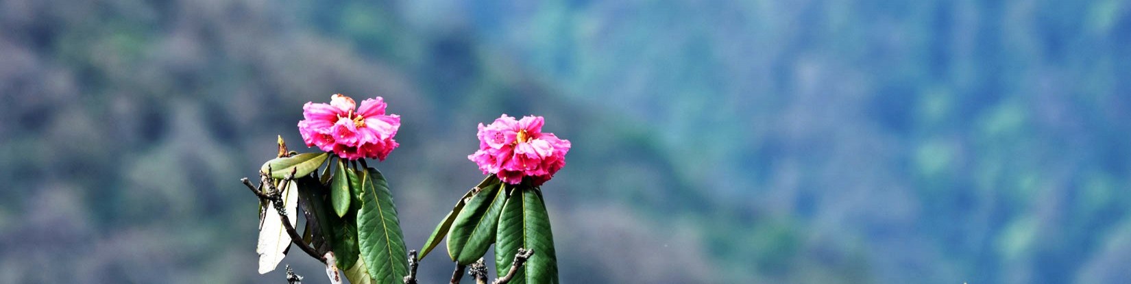 Colorful rhododendron 