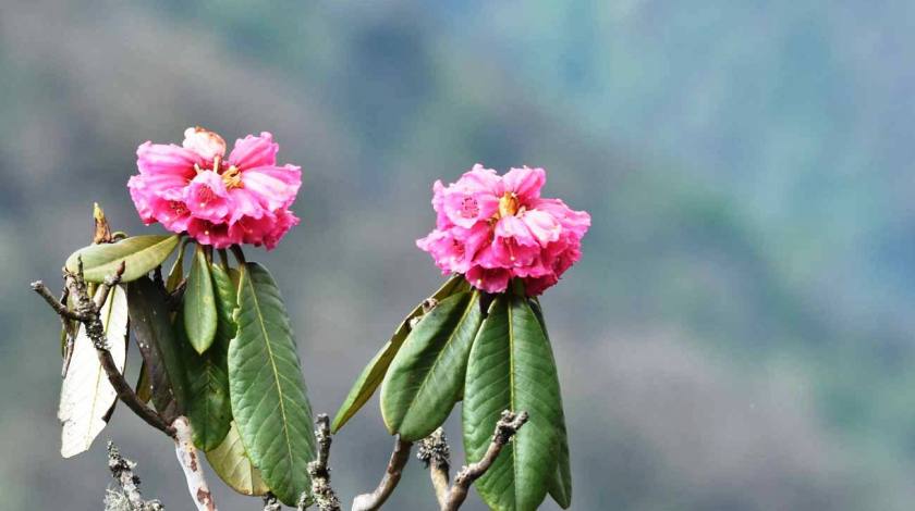 Encounter beautiful rhododendron flower on trails