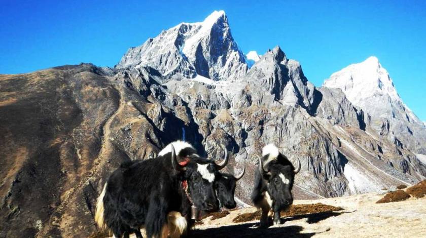 Yaks on the trails to Lobuche (Mt Lobuche on background)