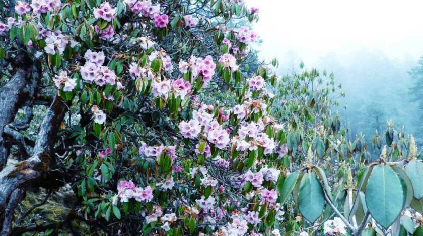 Colorful rhododendron throughout the journey to Pikey