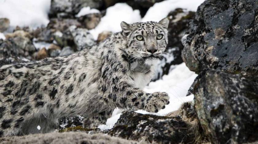 Captured Snow Leopard in high elevation of Kanchenjunga