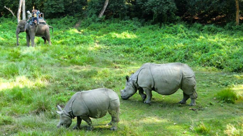 Wildlife Safari at Chitwan National Park