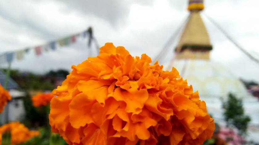 Marigold flower with Buddhist Shrine Boudanath Stupa on background