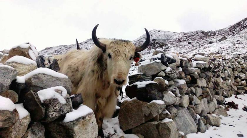 Yaks on the trails to Everest Base Camp