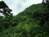 Green Countryside of Kanchenjunga