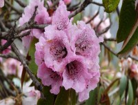 Pink Gurans on the trails to Kalinchowk