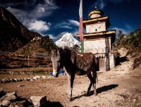 Manaslu Circuit Trails