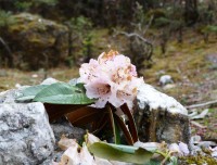 Rhododendron 