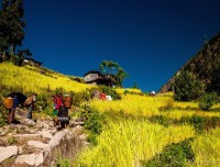 Rice Farming in Manaslu