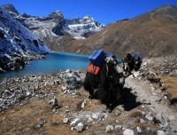 Yaks on Trails