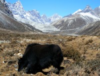 Yaks in Everest