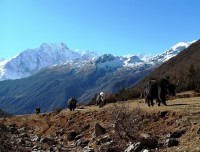 Yaks on the Manaslu Trekking 