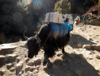 Yaks 