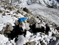 Yaks in the Everest Trek