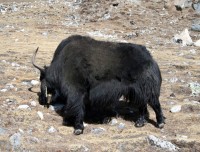 Yaks on the trails 