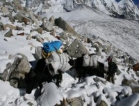 Yaks on Trail